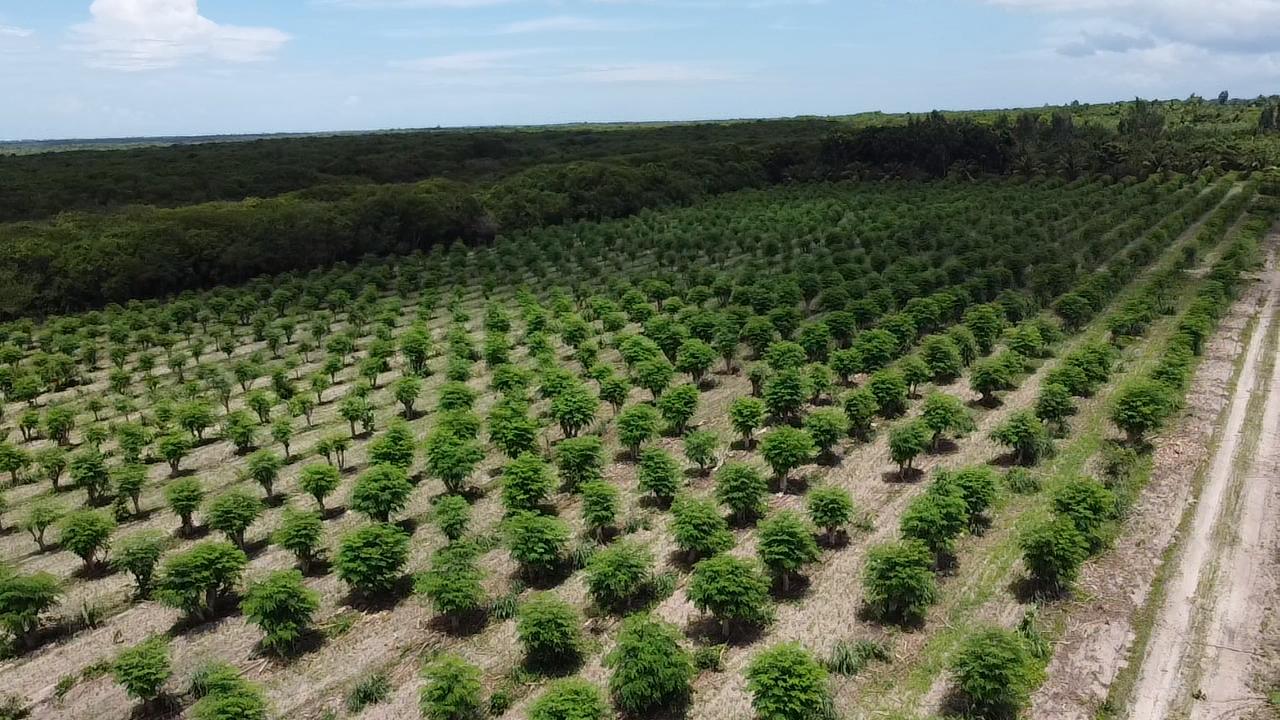 Moringa field in production