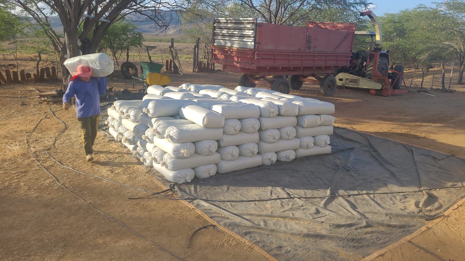 Moringa silage